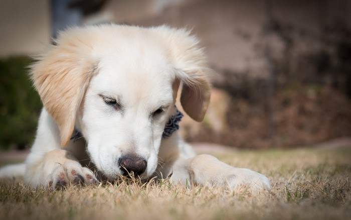 Golden Retriever puppy lying on grass