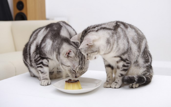 Two cats eating pudding