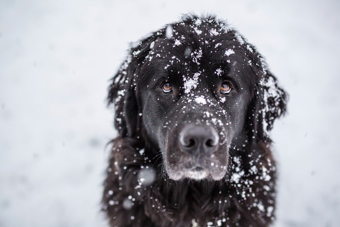 Black Newfoundland dog in the snow