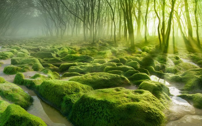 Mossy rocks in a foggy forest with sunbeams