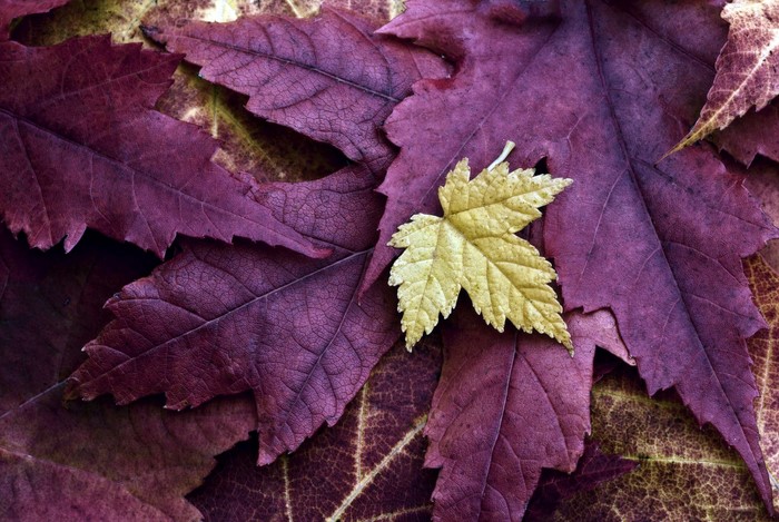 Pile of fallen autumn leaves in purple and yellow
