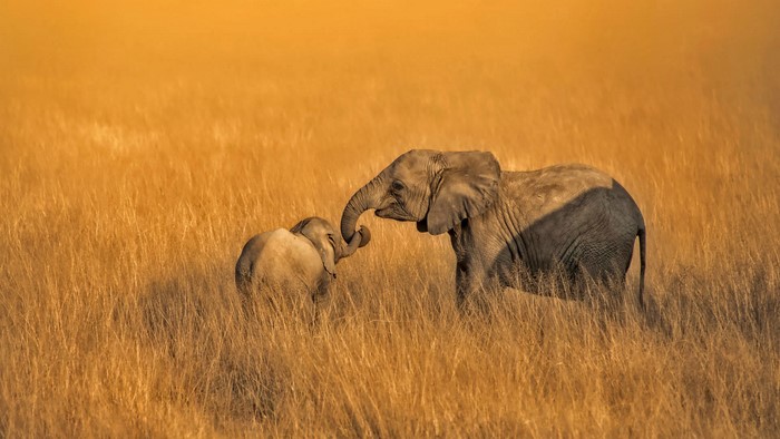 Mother and baby elephant in tall grass