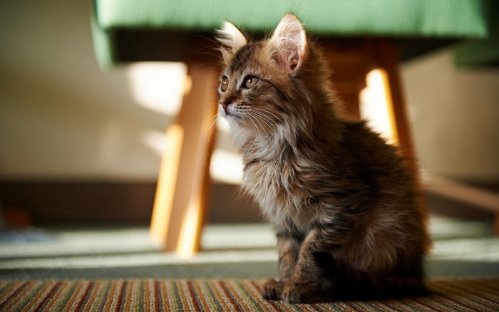 Fluffy kitten sitting on a striped rug