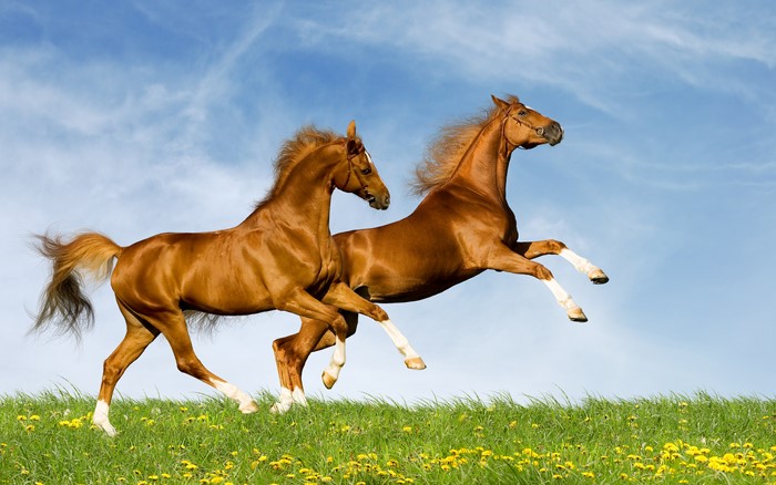 Two Chestnut Horses Running in a Field