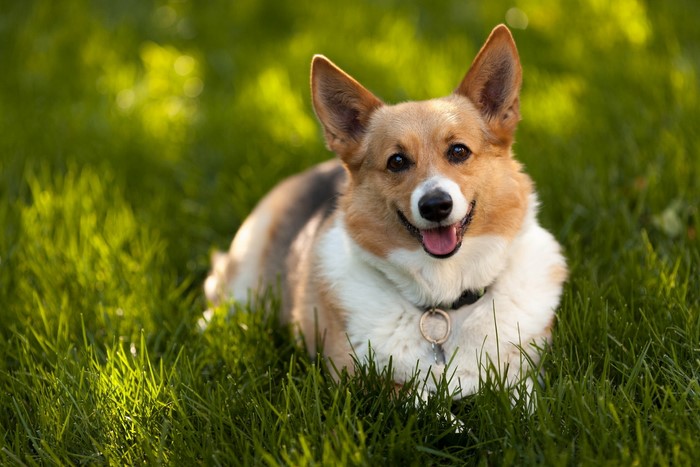 Corgi dog lying in green grass
