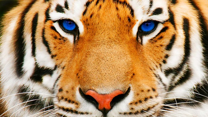 Close-up of a tiger's face with blue eyes