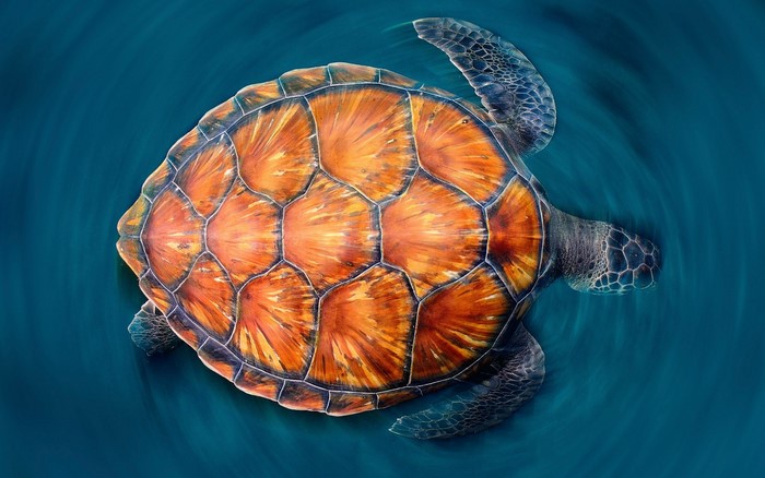 Sea Turtle swimming in blue water