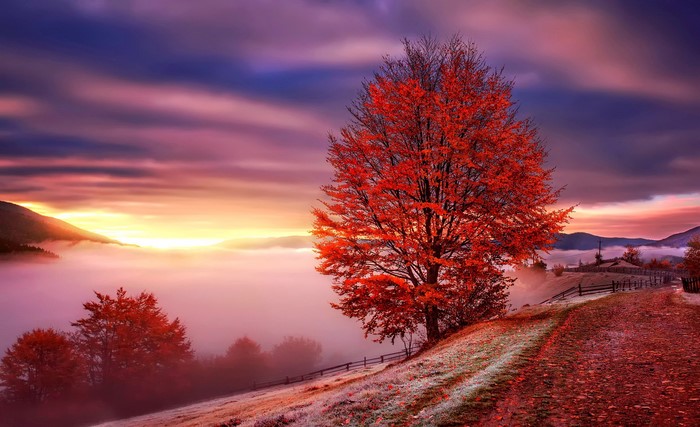 Autumn tree in fog at sunrise
