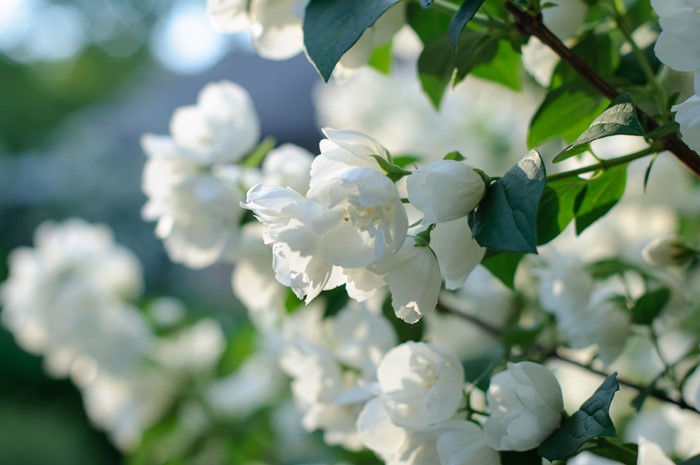White Jasmine Flowers Blooming on a Branch