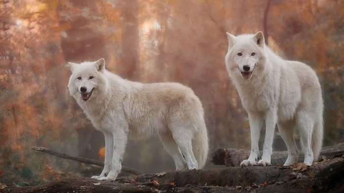 Two white wolves in an autumn forest