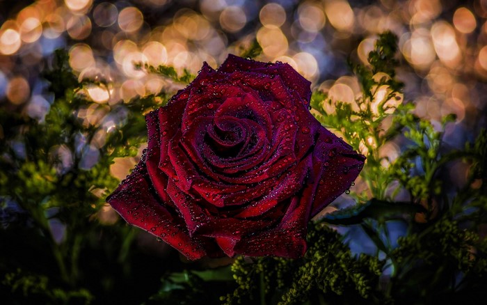 Close-up of a red rose with water droplets