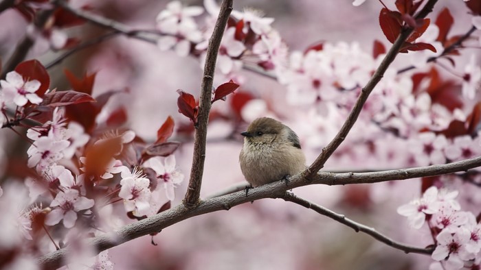 Small bird perched on a blooming cherry tree branch