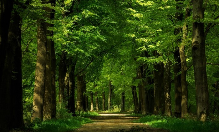 A sun-dappled path through a vibrant green forest