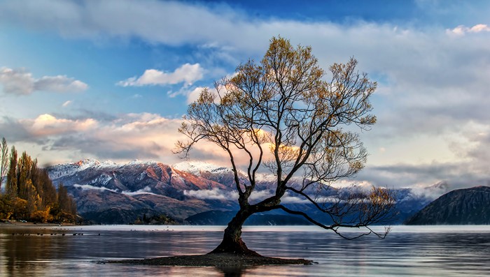 Lone tree in Lake Wanaka with snow-capped mountains