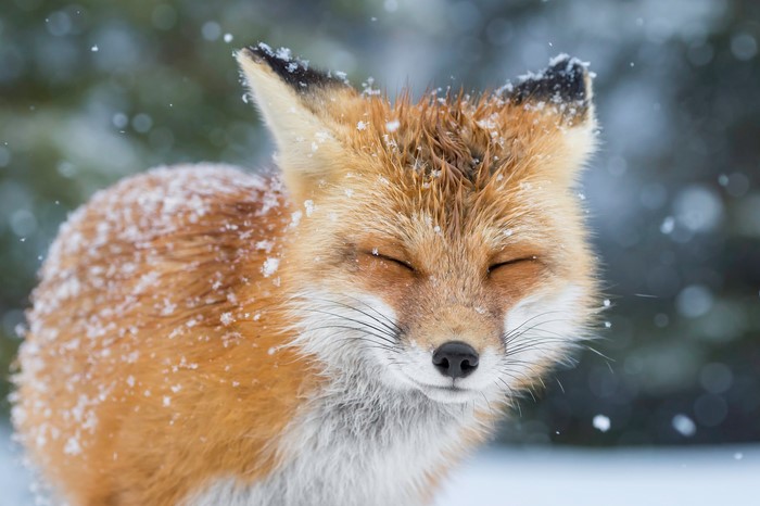 Red fox with eyes closed in snowfall