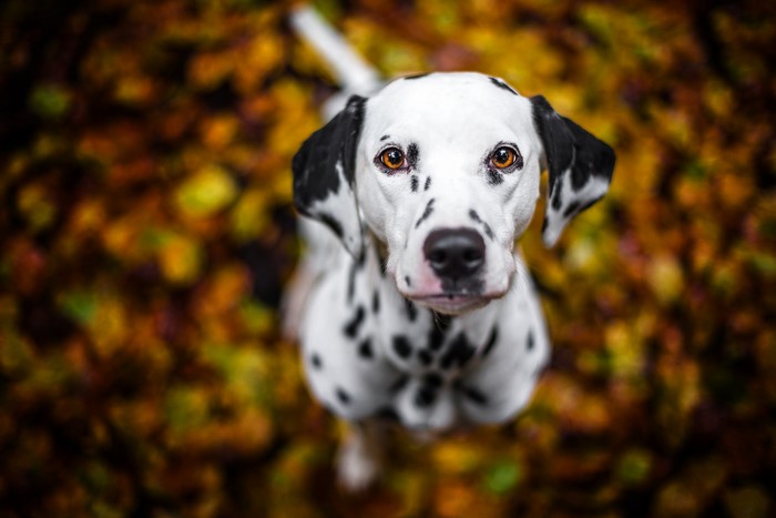 Dalmatian dog sitting on autumn leaves