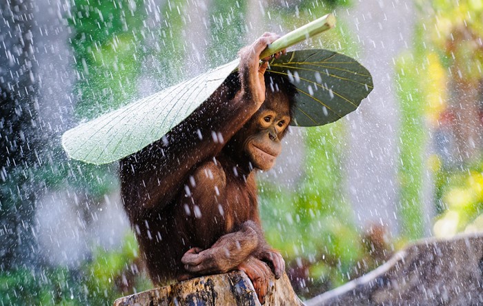 Orangutan holding a leaf as an umbrella in the rain