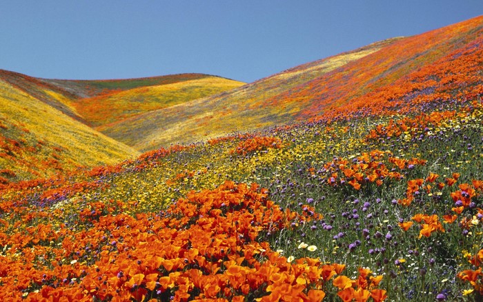 Field of California Poppies and Wildflowers