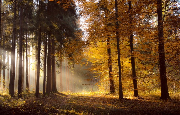 Sunbeams in an Autumn Forest