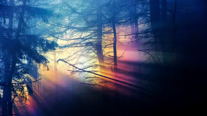 Sunbeams through a misty forest