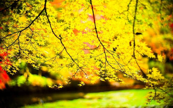 Yellow maple leaves in autumn