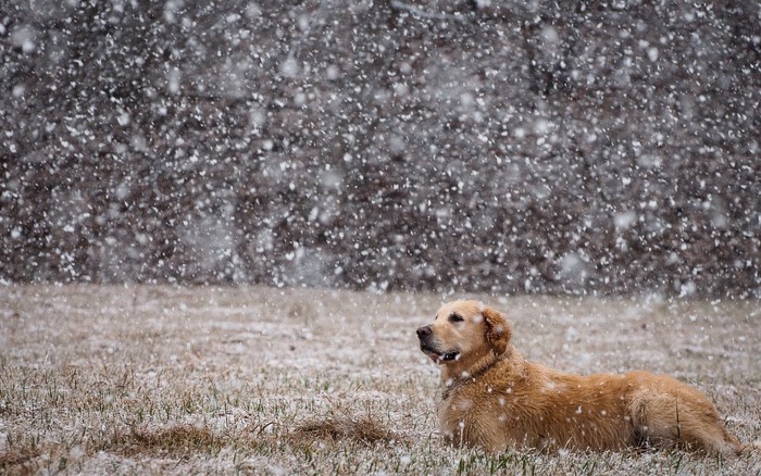 Golden Retriever dog lying in the snow