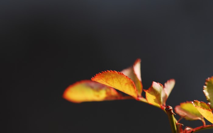Close up of autumn leaves on a dark background
