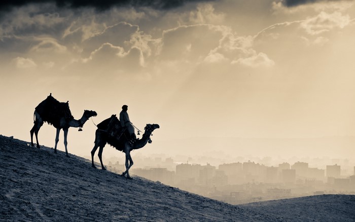 Two camels and a rider on a sandy hill overlooking a city