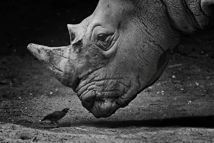 Close-up of a rhino head and a small bird