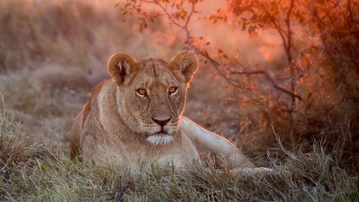 Lioness resting in tall grass at sunset