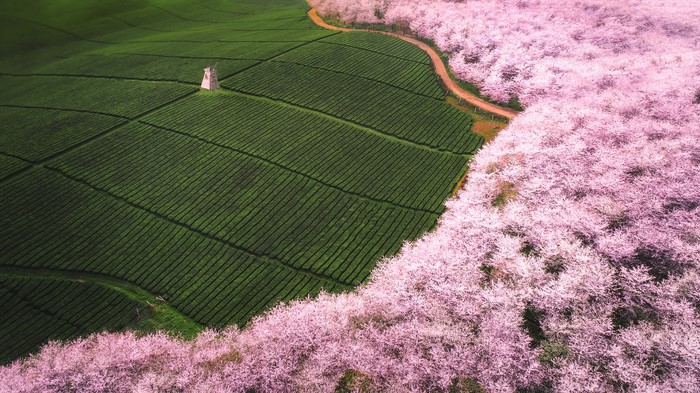 Aerial view of a tea plantation with cherry blossoms