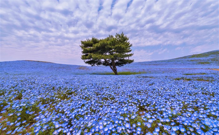 A lone tree in a field of blue flowers under a cloudy sky
