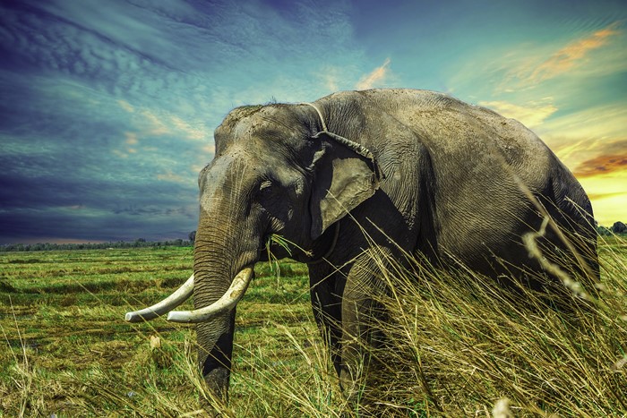 Elephant in a field in Thailand