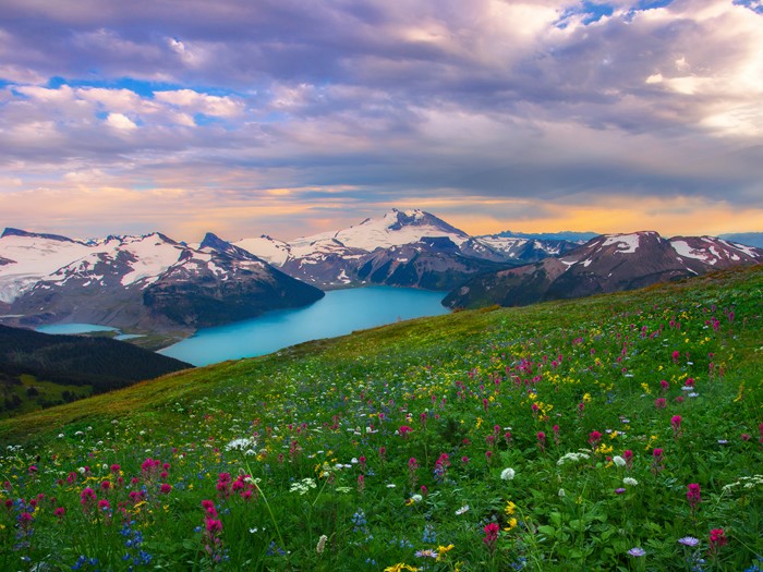 Wildflowers bloom on a mountainside overlooking a turquoise lake and snow-capped peaks