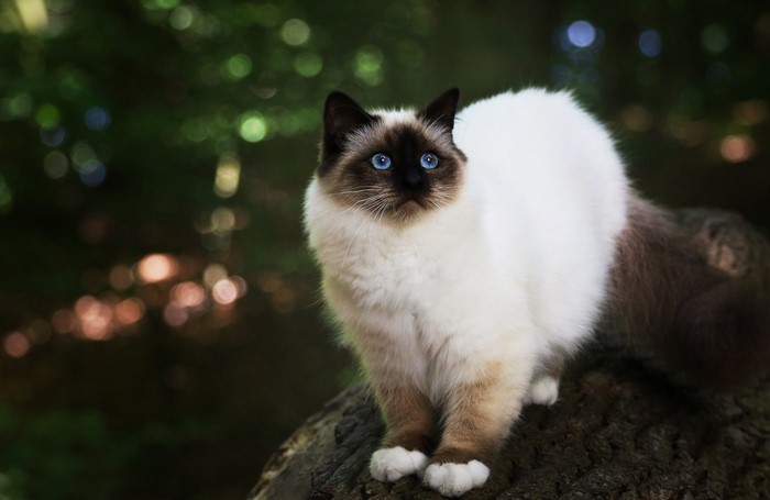 Birman cat with blue eyes in a forest