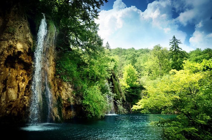 Waterfall in a lush green forest