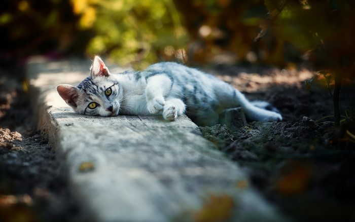 A tabby cat lies on a wooden plank