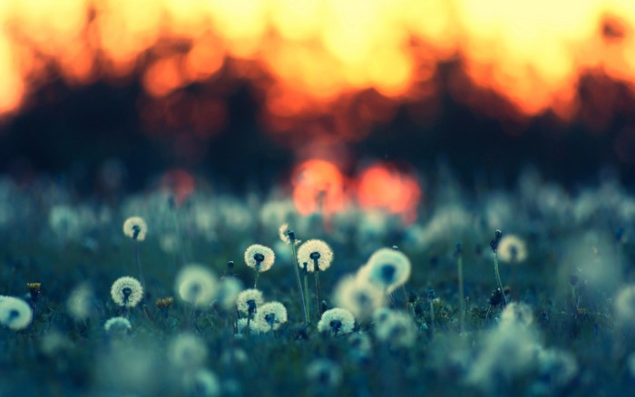 Dandelions in a field at sunset