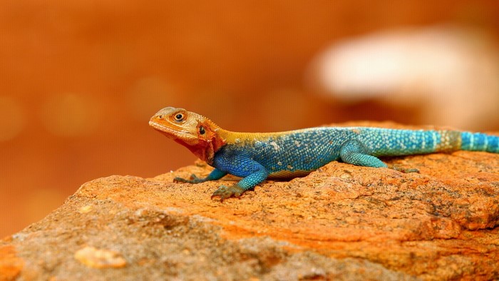 A colorful lizard on a rock