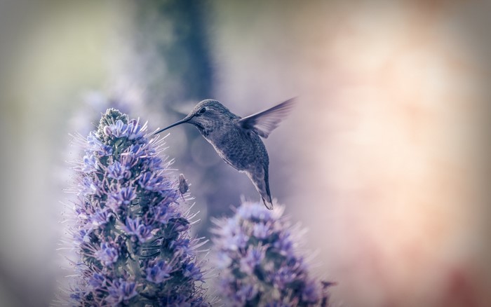 Hummingbird feeding on purple flower