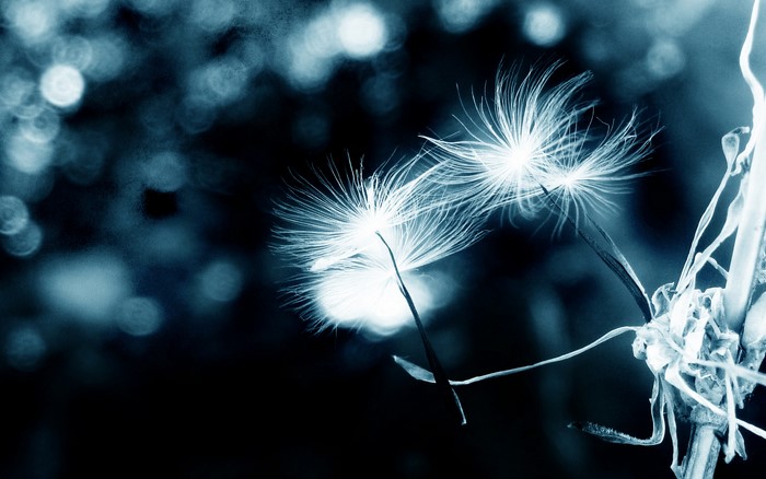 Close up of dandelion seeds with bokeh background
