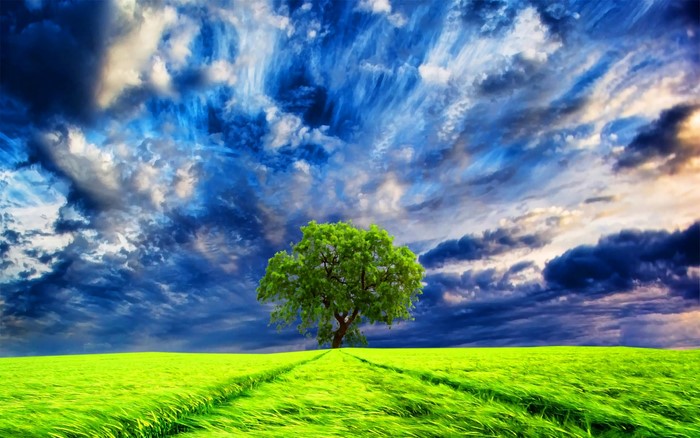 A lone green tree in a vibrant green field under a dramatic sky