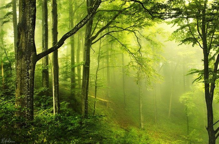 Misty forest with sunbeams filtering through trees