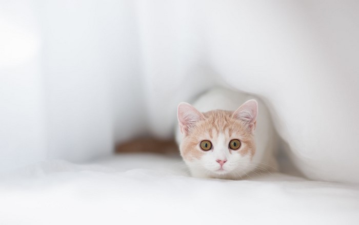 Cute kitten peeking from white fabric