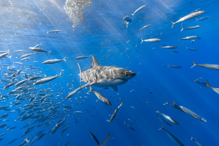 Great White Shark swims with a school of fish