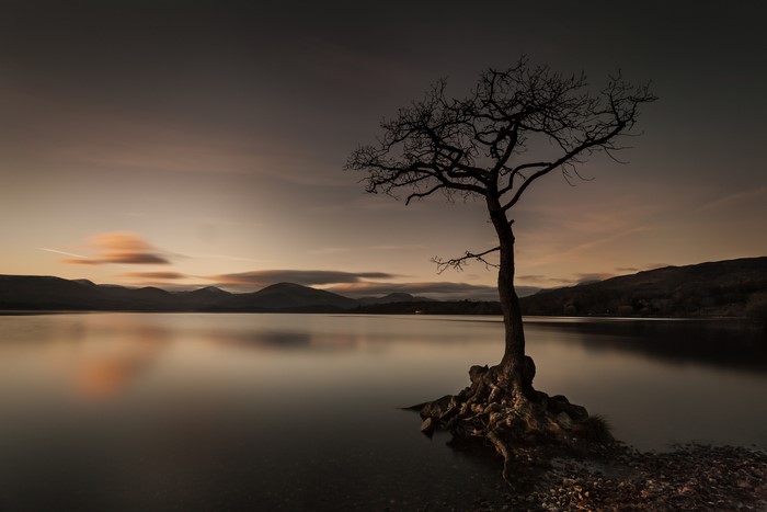 Bare tree on a lake at sunset