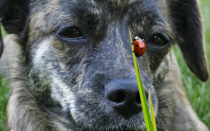 Close-up of a brindle dog with a ladybug on grass