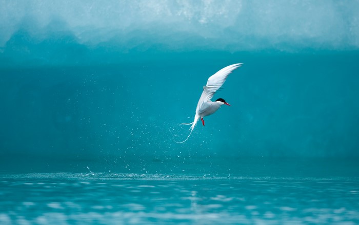 Arctic Tern in Flight Over Water