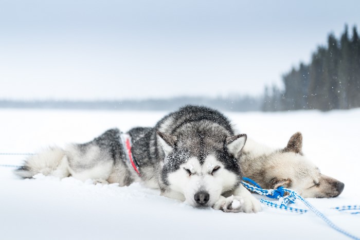 Two Siberian Huskies resting in the snow