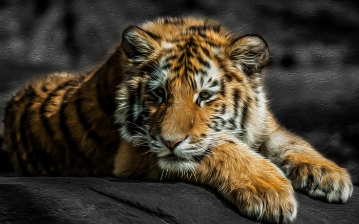 Tiger cub lying down